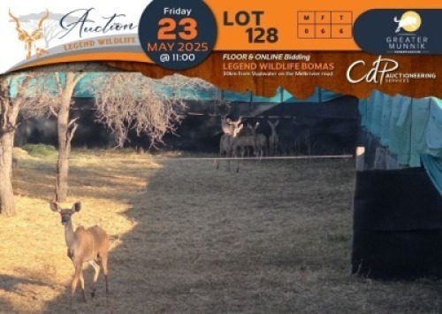 CAMP B3 - 6 X Kudu V/F:6 Greater Munnik Conservancies Plaas: Dikgale (Per Piece to take the lot/Per stuk om lot te neem)
