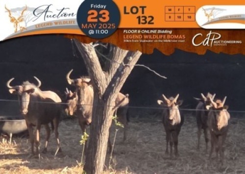 CAMP B7 - 10 X Blue Wildebeest V/F:10 Legend Wildlife (Per Piece to take the lot/Per stuk om lot te neem)