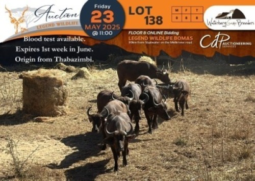 CAMP C1 - 8 X Buffalo V/F:8 Waterberg Game Bredders (Per Piece to take the lot/Per stuk om lot te neem)
