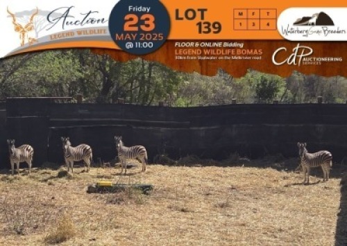 CAMP C2 - 4 X Zebra M:1 V/F:3 Waterberg Game Bredders (Per Piece to take the lot/Per stuk om lot te neem)