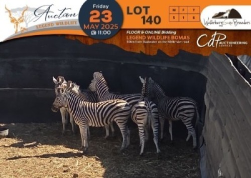 CAMP C3 - 6 X Zebra M:5 V/F:1 Waterberg Game Bredders (Per Piece to take the lot/Per stuk om lot te neem)