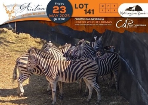 CAMP C4 - 5 X Zebra M:2 V/F:3 Waterberg Game Bredders (Per Piece to take the lot/Per stuk om lot te neem)