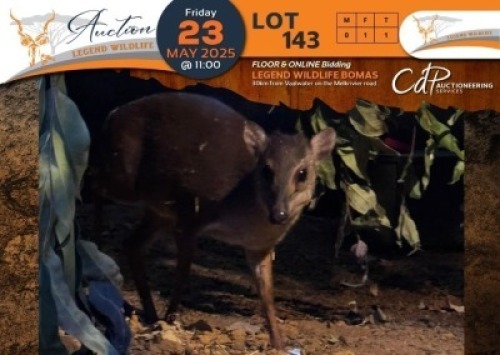 CAMP D5 - 1 X Duiker V/F:1 Legend Wildlife