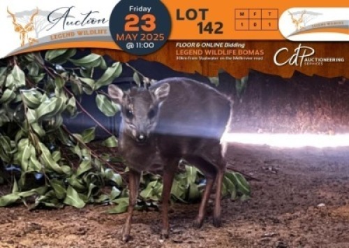 CAMP D4 - 1 X Duiker M:1 Legend Wildlife