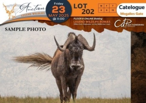 15 X Black Wildebeest Mogalies Gate (Per Piece to take the lot/Per stuk om lot te neem)