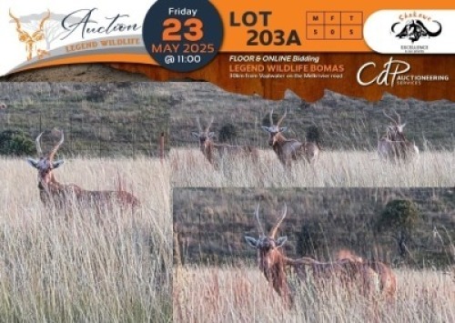 5 X Copper Blesbuck M:5 V/F: Shakawe (Per Piece to take the lot/Per stuk om lot te neem)