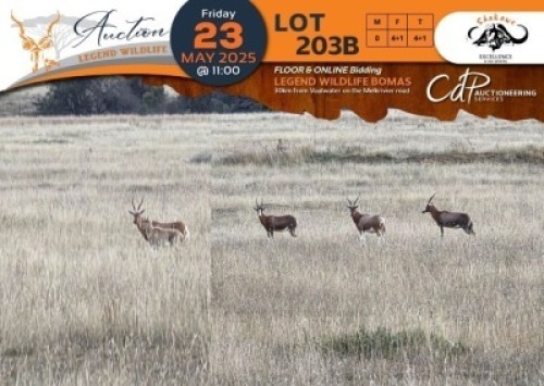 4+1 X Copper Blesbuck V/F:4+1 Shakawe (Per Piece to take the lot/Per stuk om lot te neem)