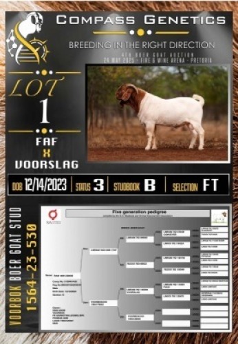 1X BOER GOAT FLOCK ON TEAT RAM Voorbok