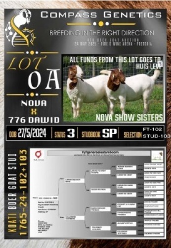 2X BOER GOAT *CHARITY LOT* STUD & FLOCK ON COLOUR EWE Koati Boer Goat Stud (Per animal to take the lot)