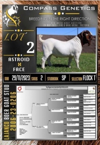 1X BOER GOAT FLOCK ON TEAT RAM LaJanco Boerbokstoet