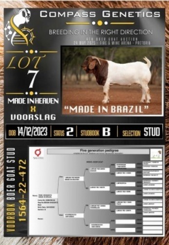 1X BOER GOAT STUD RAM Voorbok