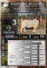 1X BOER GOAT STUD RAM Collen Boerdery