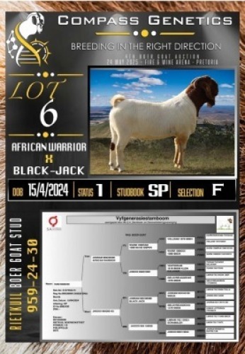 1X BOER GOAT RAM Rietkuil Boer Goat Stud