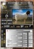 1X BOER GOAT RAM Rietkuil Boer Goat Stud