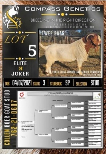 1X BOER GOAT STUD RAM Collen Boerdery