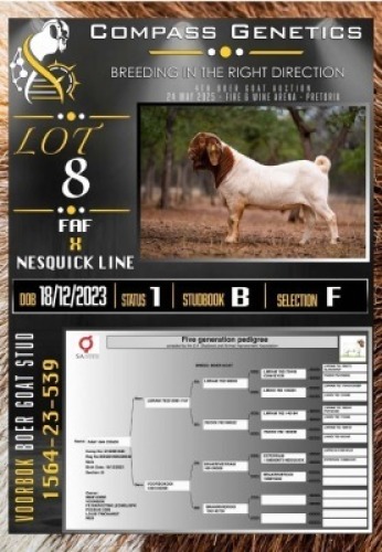 1X BOER GOAT FLOCK RAM Voorbok