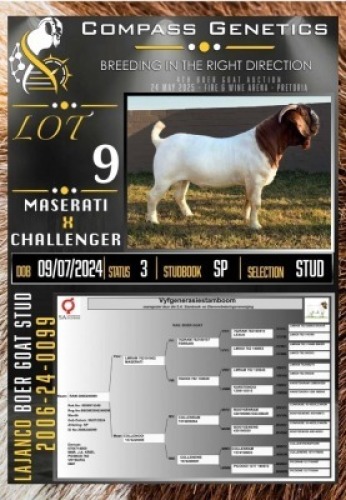 1X BOER GOAT STUD RAM LaJanco Boerbokstoet