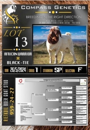 1X BOER GOAT RAM Rietkuil Boer Goat Stud