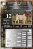 1X BOER GOAT FLOCK RAM Collen Boerdery