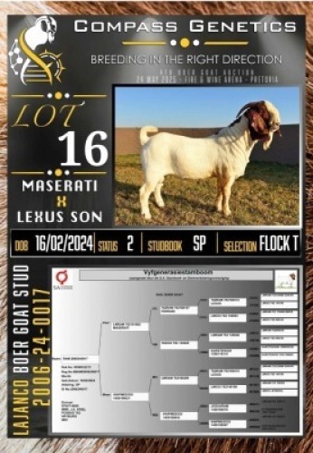 1X BOER GOAT FLOCK ON TEAT RAM LaJanco Boerbokstoet