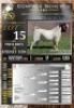 1X BOER GOAT FLOCK RAM LaJanco Boerbokstoet