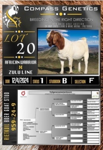 1X BOER GOAT RAM Rietkuil Boer Goat Stud