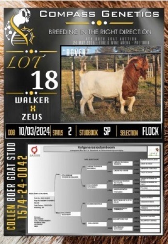 1X BOER GOAT FLOCK RAM Collen Boerdery