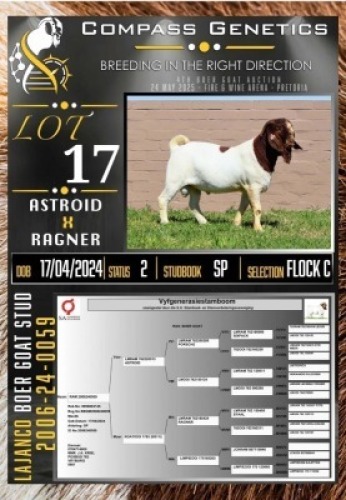 1X BOER GOAT FLOCK ON COLOUR RAM LaJanco Boerbokstoet