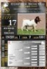 1X BOER GOAT FLOCK ON COLOUR RAM LaJanco Boerbokstoet