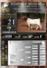1X BOER GOAT FLOCK RAM Voorbok