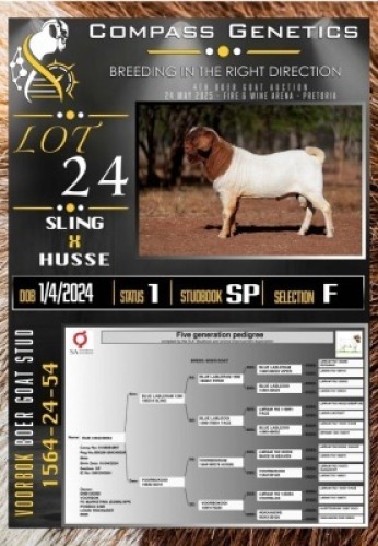 1X BOER GOAT FLOCK RAM Voorbok