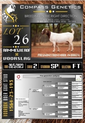 1X BOER GOAT FLOCK ON TEAT PREGNANT EWE Voorbok