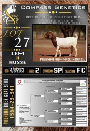 1X BOER GOAT FLOCK ON COLOUR PREGNANT EWE Voorbok