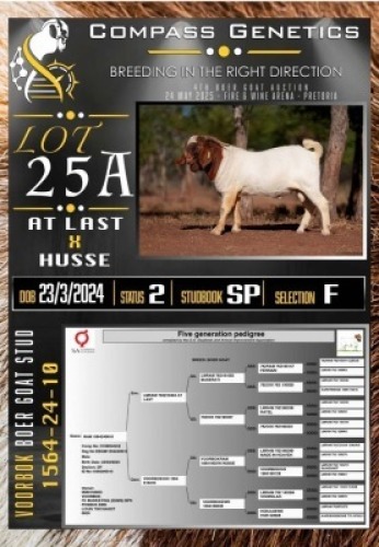 1X BOER GOAT FLOCK EWE Voorbok