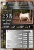 1X BOER GOAT FLOCK EWE Voorbok