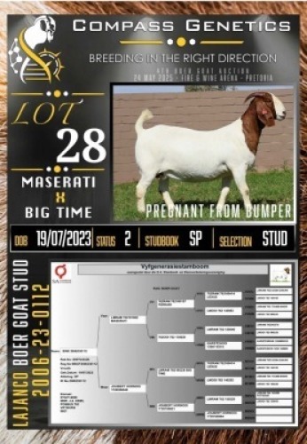 1X BOER GOAT STUD EWE LaJanco Boerbokstoet
