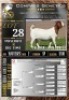 1X BOER GOAT STUD EWE LaJanco Boerbokstoet