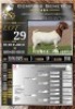 1X BOER GOAT STUD EWE LaJanco Boerbokstoet