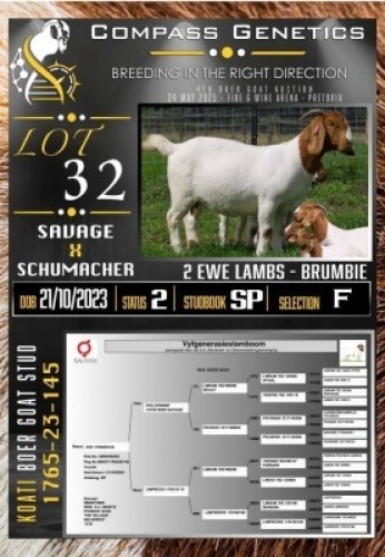 1+2X BOER GOAT FLOCK EWE Koati Boer Goat Stud
