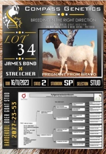 1X BOER GOAT STUD EWE Hardekool Boerbok Stoet