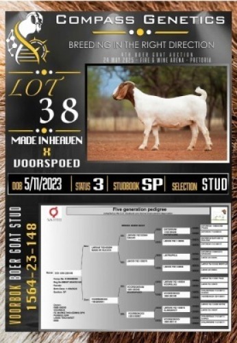 1X BOER GOAT STUD EWE Voorbok