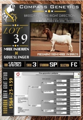 1X BOER GOAT FLOCK ON COLOUR PREGNANT EWE Voorbok