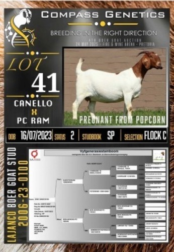 1X BOER GOAT FLOCK ON COLOUR EWE LaJanco Boerbokstoet