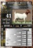 1X BOER GOAT FLOCK ON COLOUR EWE LaJanco Boerbokstoet
