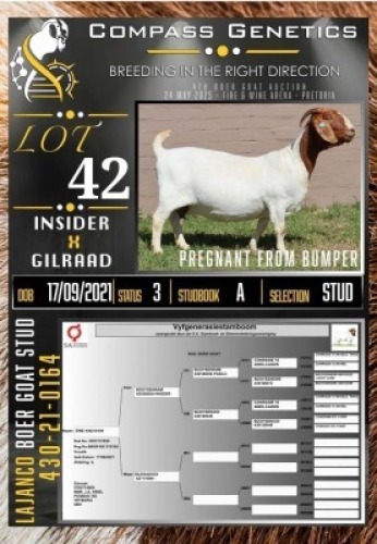 1X BOER GOAT STUD EWE LaJanco Boerbokstoet