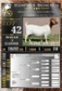 1X BOER GOAT STUD EWE LaJanco Boerbokstoet