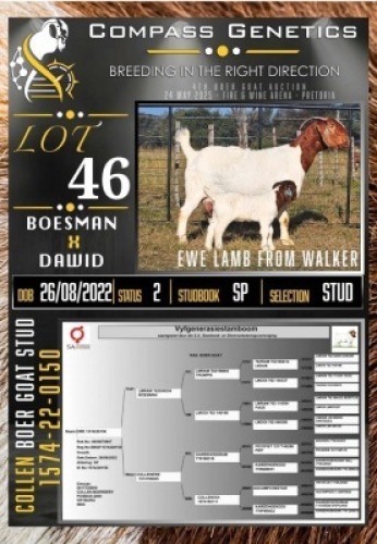 1+1X BOER GOAT STUD EWE Collen Boerdery
