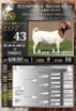 1X BOER GOAT STUD EWE LaJanco Boerbokstoet
