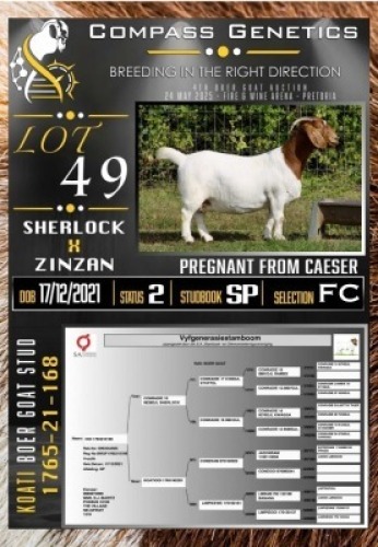 1X BOER GOAT FLOCK ON COLOUR PREGNANT EWE Koati Boer Goat Stud