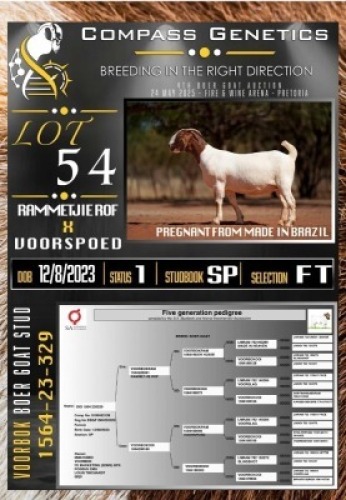 1X BOER GOAT FLOCK ON TEAT PREGNANT EWE Voorbok
